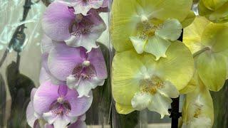Супер Обзор Орхидей ( Одесса садовый центр )