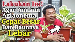 (Eps. 140) Cara Agar Anakan Aglaonema Cepat Besar dan Berdaun Lebar | Rimawan Vlog