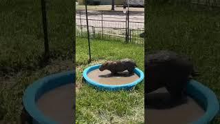 Capybaras Love The Mud