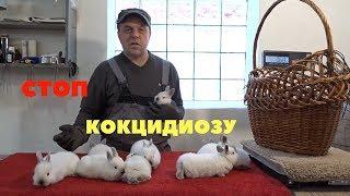 Вздутие у крольчат, профилактика кокцидиоза