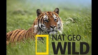 #11. Тайны дикой природы Индии. Бенгальский тигр. Nat Geo Wild