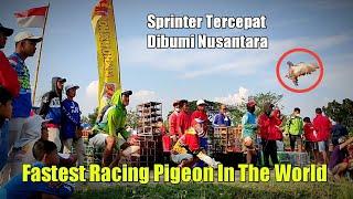 Lomba Merpati Balap Sprint l Bang Jarwo Merpati Tercepat Dibumi