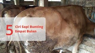 5 Ciri Sapi Bunting 4 Bulan