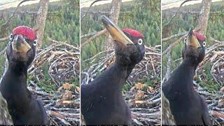 Jūras ērgļis~ Visit by an Black woodpecker~6:37 p.m. 2024/09/29