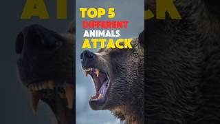 TOP 5 insane ANIMALS attack techniques