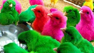 Beautiful chicks just "BORN" murgi hen small birds for kids