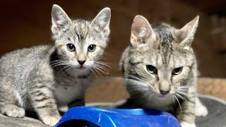 Training New Barn Cats on the Farm