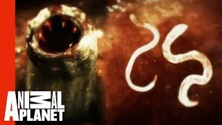 Killer Cat Scratch Causing Woman To Develop Hookworm | Monsters Inside Me