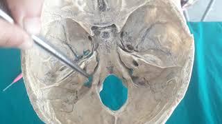 Interior of Skull - Posterior cranial fossa