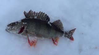 Какая рыба Окунь или Плотва клюёт лучше в плохую погоду зимой? Зимняя рыбалка.