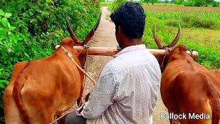 man riding bullock cart videos | bullock cart ride | bullock cart race | bullock media