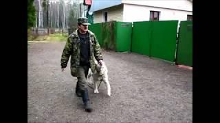 Дрессировка щенка САО алабая (в спокойной обстановке и с использованием другой собаки)