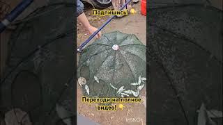 Как наловить малька? ПОДПИШИСЬ! #fishing #рыбалка #fish #fishing #малек #живец #раколовка