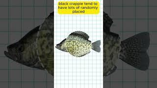 How to tell the difference between a Black Crappie and a White Crappie 