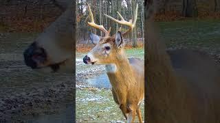 Rutted Buck Warrior as he looks before and after the rut. #animals #nature #wildlife