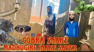 cobra snake 