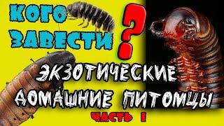 Кого завести? ТАРАКАНЫ, КИВСЯКИ, МОКРИЦЫ, ( ЭКЗОТИЧЕСКИЕ НАСЕКОМЫЕ )