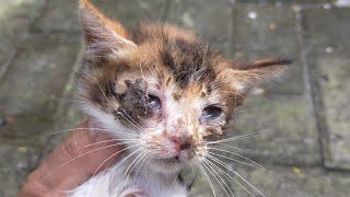 This Kitten was Left For DEAD: What Happens Next Will Shock You | Rescue Animals