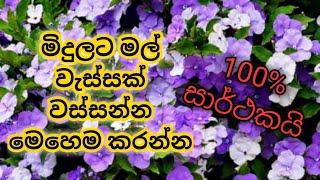 මිදුලට මල් වැස්සක් වස්සන්න මෙහෙම මල් හදන්න|මල් වගාව|Mal wagawa|burnfelsia pauciflora