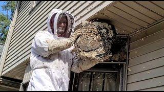 SUPER NEST! Yellow Jackets MASSIVE nest inside ceiling | INFESTATION | Wasp Nest Removal