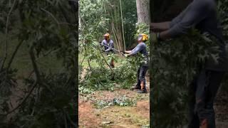 Oak Tree Removal | No crane acess | Kenny’s Tree Removal