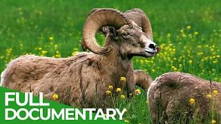 Bighorns: A Wild Connection | Free Documentary Nature