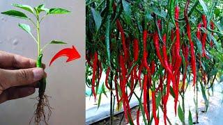 New skills! How to grow grafting a chili tree from chilies fruit in pot