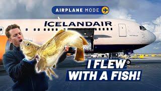 How Icelandair delivers fish from sea to plate in 36hrs