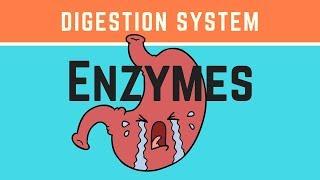 Biology- What are the enzymes of the digestive system?