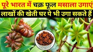 चक्र फूल मसाला की खेती, star Anise farming, chakar phool masala ki kheti, star masala ki kheti,