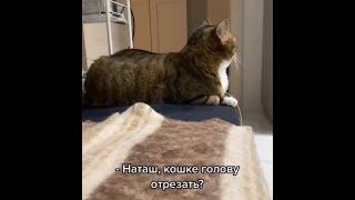 Наташ, кошке голову отрезать? \ Прикол видео \ котята и коты