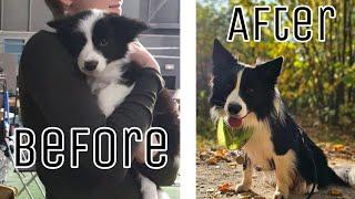 Border Collie Playback | 2 years 