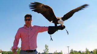 Up close and personal with Alberta's birds of prey