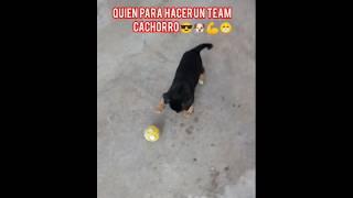 ¿Quién Para Hacer un TEAM Cachorro? #shorts #team #cachorro #perro #viralvideo