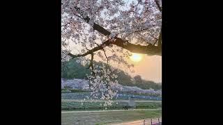 (free for profit) - *guitar* ambient indie bedroom pop type beat "sakura"