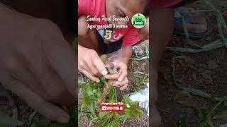 cara sambung pucuk Bougenville menjdi tiga warna #sambung #sambungpucuk #grafting #bougenville