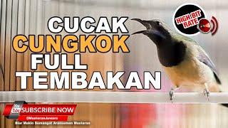 Full Tembakan Cucak Cungkok Gacor Masteran Juwara 2023 ️