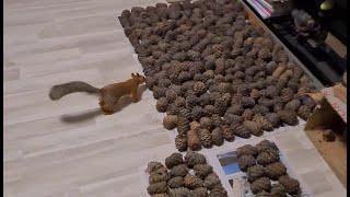Белка и орехи (Новая партия кедровых шишек) ️ Squirrel and nuts