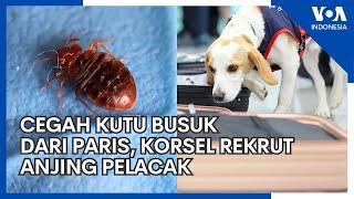 Takut Kena Kutu Busuk, Korsel Rekrut Anjing Pelacak Setelah Olimpiade Paris