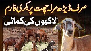 Pakistani Ne Sirf 1.5 Marla Par Goat Farm Bana Dala - 1 Bakri Se Kam Start Kia Or Aaj Bakre Hi Bakre