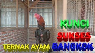 KUNCI SUKSES TERNAK AYAM BANGKOK UNTUK PEMULA