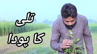 تلی کا پودا How to grow sesame,Ahsan Technical