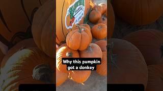 This pumpkin got a fat donkey