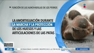 ¿Cuál es la función de las almohadillas de los perros? | Noticias con Francisco Zea