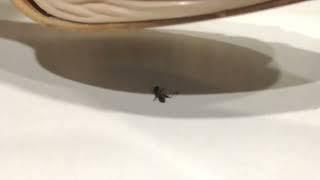 high heels crush a dead ant 