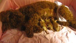Adorable Caring Mother Toy Poodle & Her 1-Day-Old Puppies