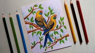 Two yellow parrot's beautiful bird drawing for beginners || tips pencil colour