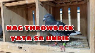 NAG THROWBACK YATA SA UNBIE |Reggie Cruz Loft & Aviary #reggiecruzloftandaviary #racingpigeon