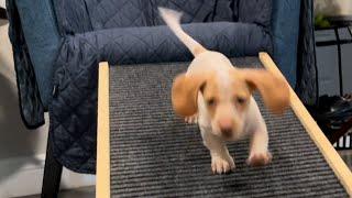 Mini dachshund puppy learns dog ramp for the first time!