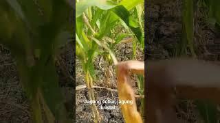 Tanaman jagung tua#shorts #jagung #panenjagung #petanimuda